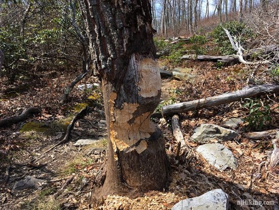 Tree with gnawed section from beavers.