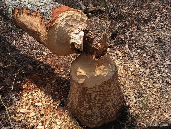 Tree toppled by beaver activity.