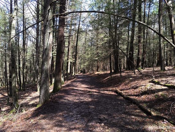 Wide flat path lined with evergreen trees.