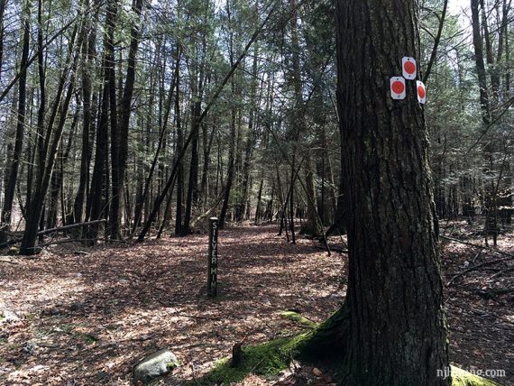 Three orange makers on a tree for the Silver Mine trail.