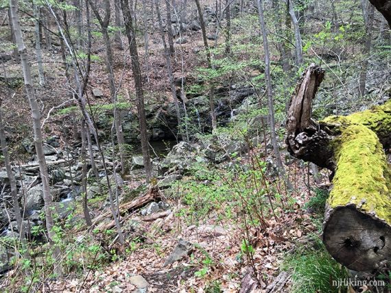 Log with yellow green moss