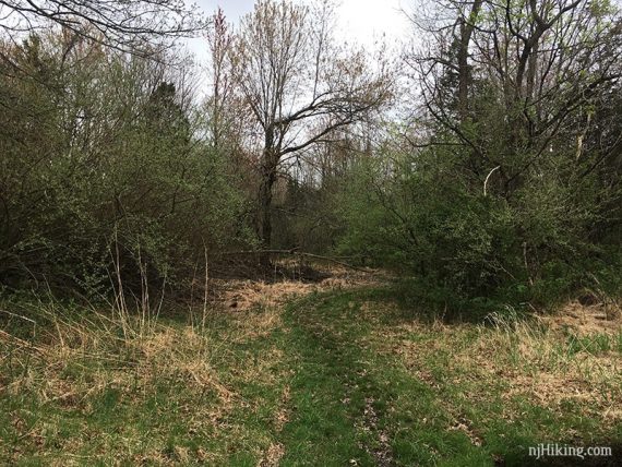 Faint grassy trail surrounded by trees