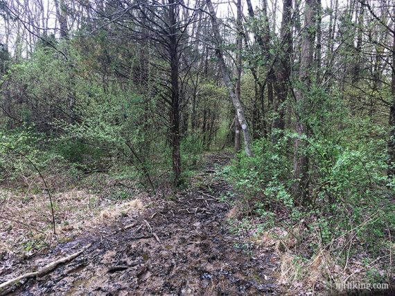 Muddy first section of the trail