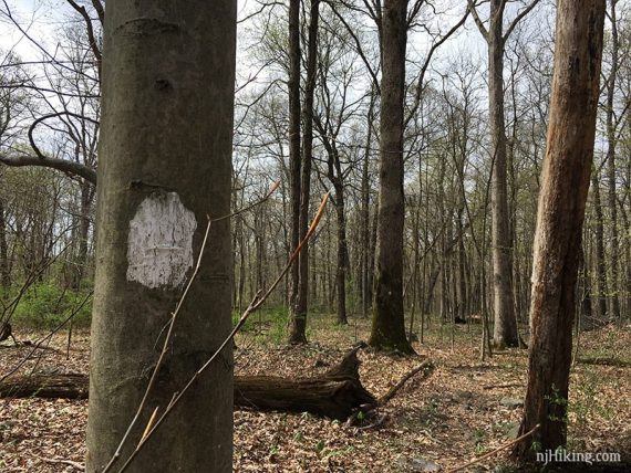 Large white marker painted on tree