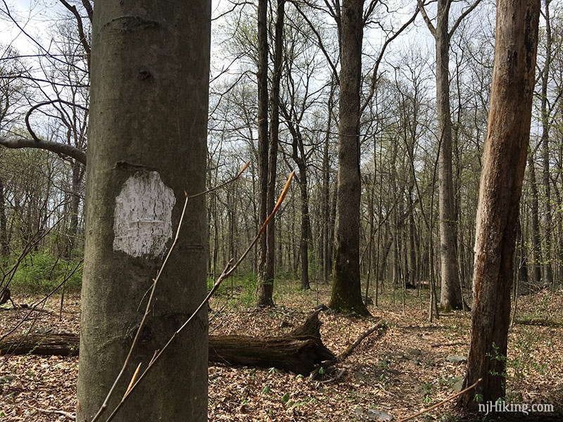 Rest of the trail was dry