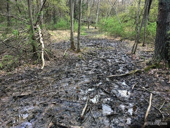 Muddy torn up trail