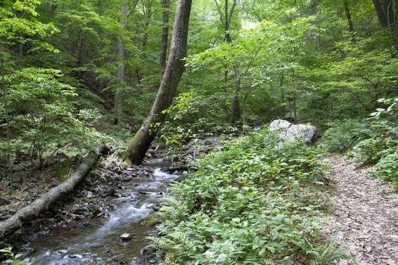 Unmarked spur trail next to a small creek