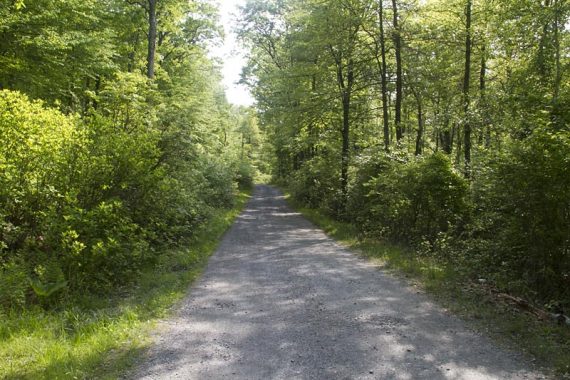 Path through Mohican Outdoor