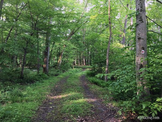 Red Maple trail follows a woods road