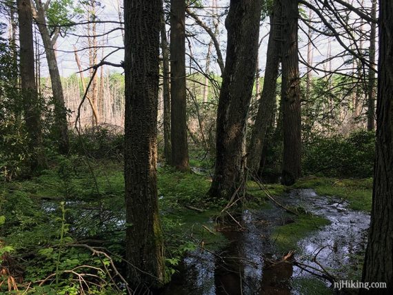 Wet area along the trail