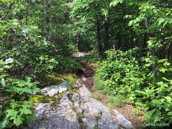 Rocky trail