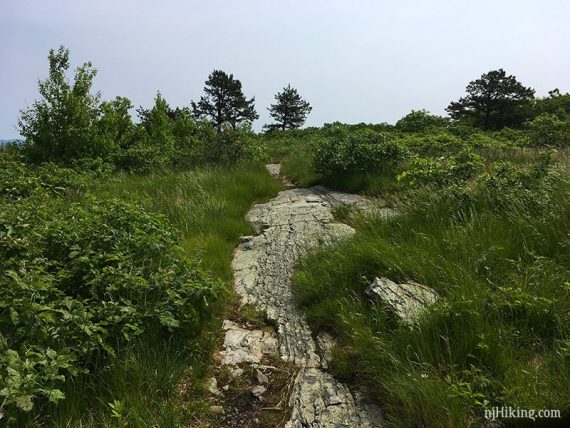 Appalachian Trail on Blue Mountain