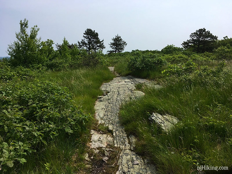 Appalachian Trail on Blue Mountain.