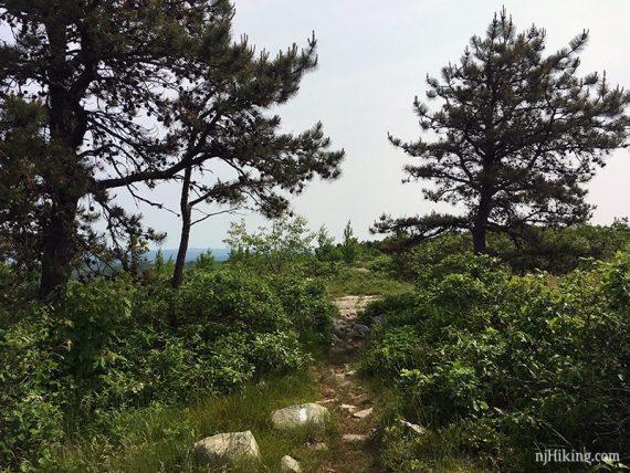 Trees on Blue Mountain