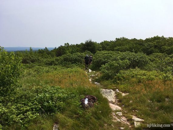 Appalachian Trail on Blue Mountain