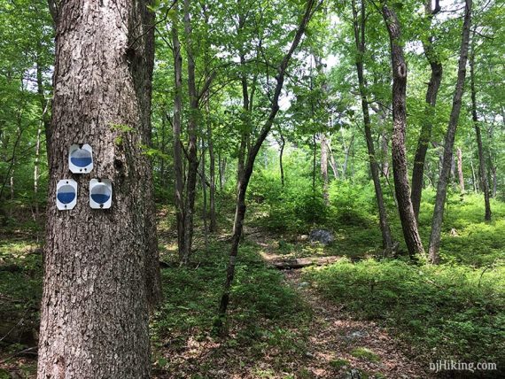 Blue/Gray Jacobs Ladder markers on a tree.