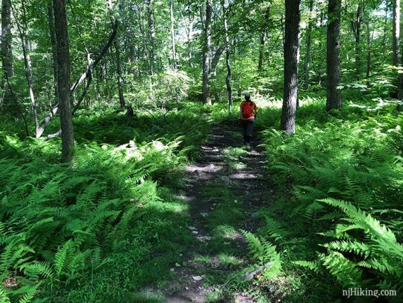 Ferns along Coppermine Trail