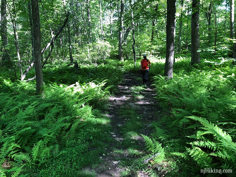 Ferns along Coppermine Trail