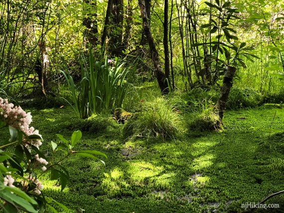 Rattlesnake Swamp