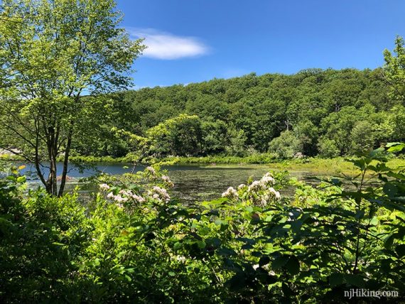 Catfish Pond