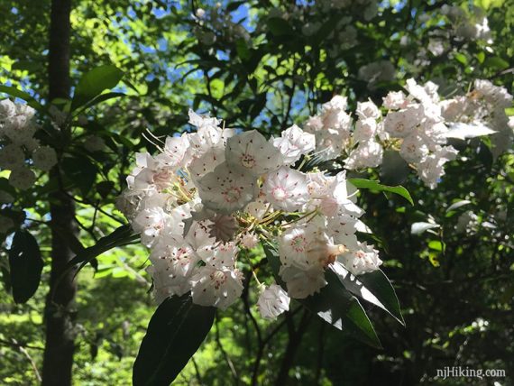 Mountain laurel bloom