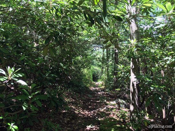 Rhododendron and mountain laurel tunnels