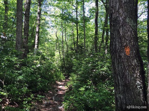 Orange trail marker on a tree