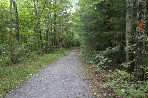 Flat gravel trail with orange marker on tree