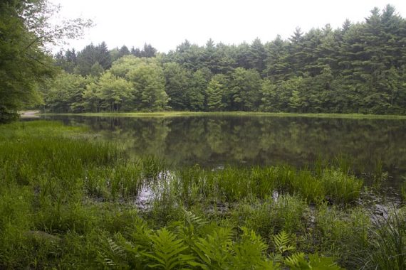 Pickerel Pond