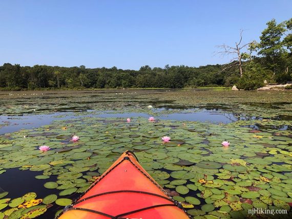 Kayak surrounded by thick lily pads topped with pink flowers.