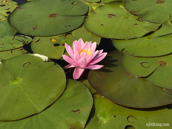 Close up of a pink flower on green lily pads.