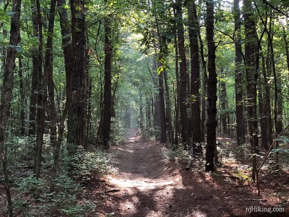 Sunlight filtering through tall trees on to a trail.