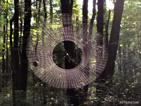 Close up of a large round cobweb.