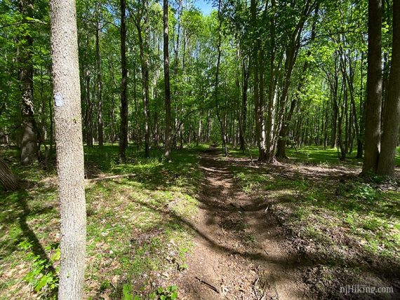 Flat dirt hiking trail with a tree and white marker.