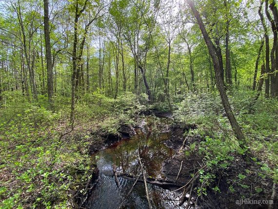 Stream with green vegetation on either side.