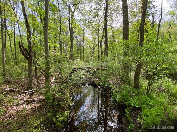 Stream in the forest.