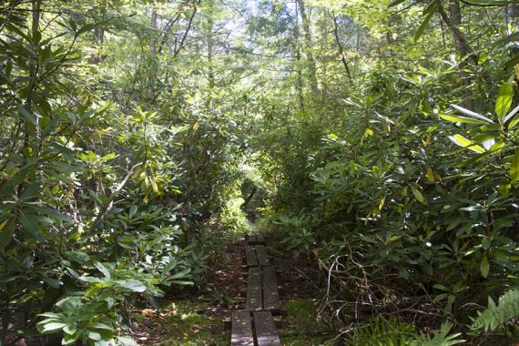 Cedar Swamp trail boardwalk