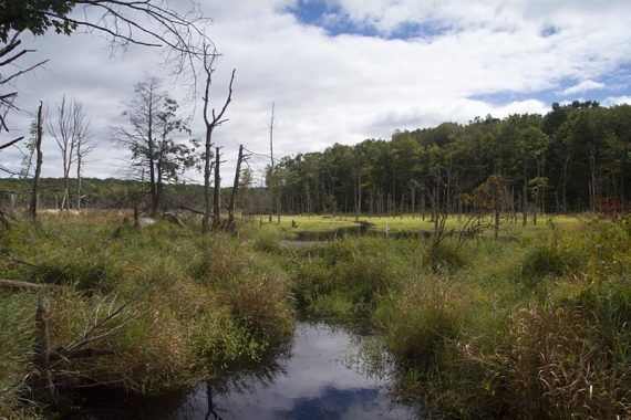 View of the swamp from Nature Jim's Bridge on the Red Dot trail