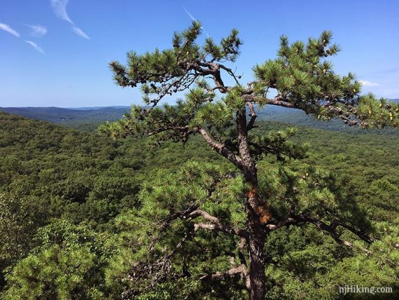 Tree and a view on Seven Hills.