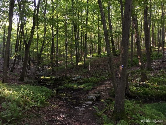 Harriman Seven Hills Trail.