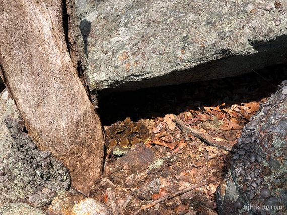 Rattlesnake in Harriman State Park.