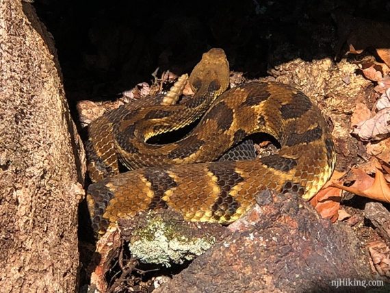 Close up of rattlesnake in Harriman.