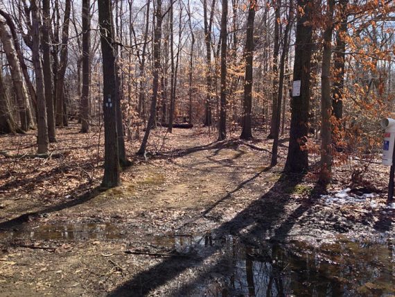 Forest Brook trailhead (BLUE)