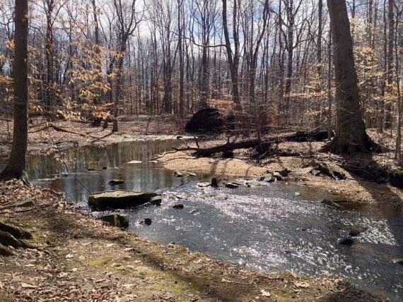 Ireland Brook at the start of the trail