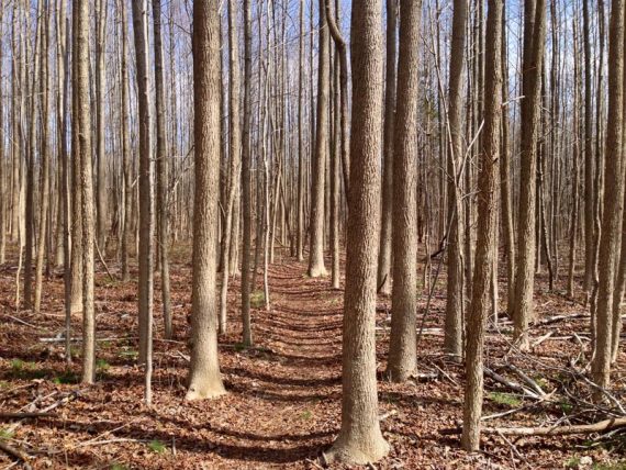 Forest Brook trail