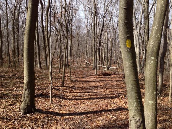 Ireland Brook trail (YELLOW)