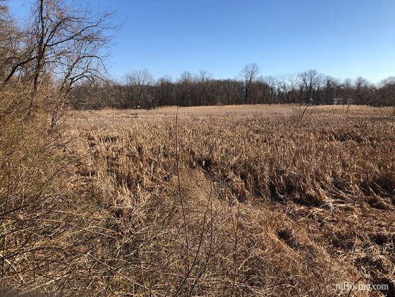 Field seen from a wildlife platform.