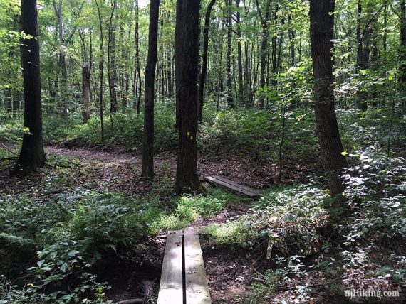 Plank boardwalk on a trail.