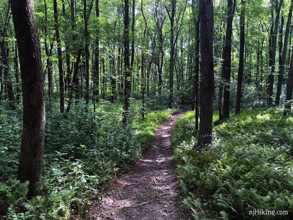 Dirt path with ferns at either side.