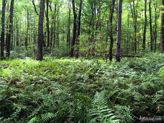 Ferns along the Ireland Brook trail